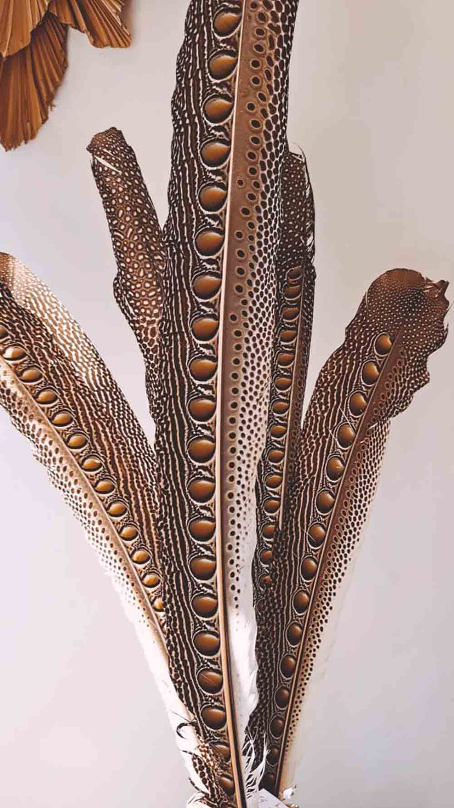Close-up of detailed feathers with a white background